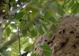 马蜂窝泡水喝的功效与作用（马蜂窝泡水喝有什么作用）