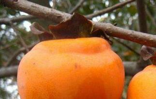 醂柿子怎么做好吃 醂柿子怎么做好吃是蔬菜是加法课程