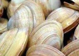 蛤蜊壳的功效与作用 蛤蜊壳的功效与作用点