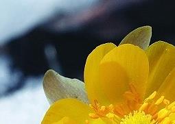 侧金盏花的功效与作用 金银盏花功效