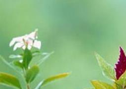 室内养花有哪些禁忌（室内禁忌养什么花）