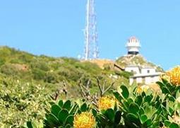 帝王花的养殖方法和花语（帝王花的养殖方法和花语大全）