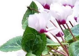 仙客来怎么养好(仙客来怎么养啊)