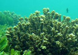 海藻的功效与作用（海藻的功效与作用图片）