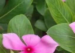 长春花的常见病害有哪些(长春花的病害图片)