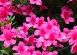 杜鹃花怎么养（杜鹃花怎么养才能更旺盛）