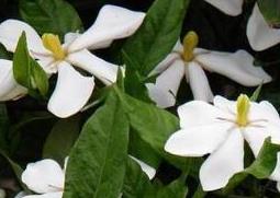 栀子花怎么养 栀子花怎么养家庭养法