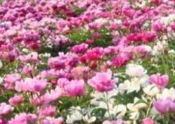 芍药花泡水喝的功效与副作用 芍药花泡水喝有什么副作用