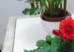 玫瑰海棠花的养殖方法和注意事项有哪些