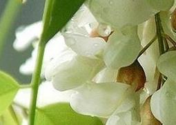 槐花的功效有哪些 槐花的功效有哪些图片