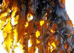 海带变质什么样 海带变质了有毒吗