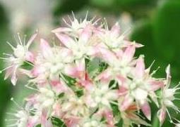 玉树的养殖方法与注意事项（玉树的养殖方法与注意事项图片）