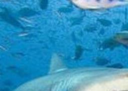 鲨鱼软骨素的功效和作用（鲨鱼软骨素的功效和作用及禁忌）