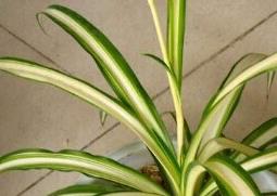 宽叶吊兰的功效与作用