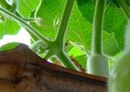 手捻葫芦种植技巧 手捻葫芦种植技巧图解