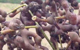 鸡爪梨泡酒有什么功效（鸡爪梨泡酒有什么功效和作用）