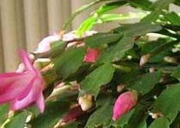 蟹爪兰花的功效与作用 蟹爪兰花的功效和作用