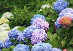 绣球花如何水养保鲜（绣球花水养方法）