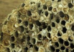 露蜂房与蜂巢的区别 露蜂房和蜂房一样吗