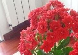 长寿花有毒吗 长寿花有毒吗 能在家里养吗