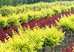 朱羽合欢的繁殖方法和栽培技术 合欢如何繁殖