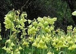 金黄脆蒴报春的功效与作用