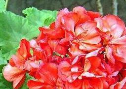 天竺葵怎么养（香叶天竺葵怎么养）