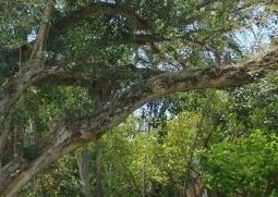 菩提树的功效与作用（菩提树的功效与作用图片）