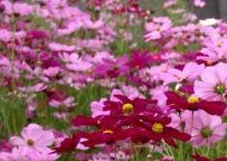 波斯菊种子怎么种 波斯菊种子怎么种植视频