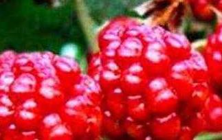 刺泡子的功效与作用 刺泡儿的功效与作用