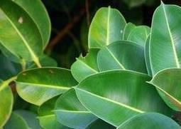 橡皮树的养殖方法 黑金刚橡皮树的养殖方法