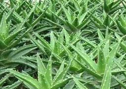 芦荟汁饮料的做法（芦荟汁的制作方法）