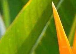 鹤望兰如何养（鹤望兰如何养护和浇水）