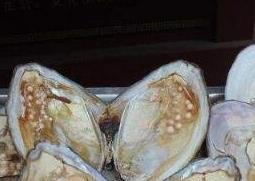 河蚌怎么洗干净（河蚌怎么洗干净去内脏）