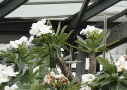 非洲霸王树的功效与作用 非洲霸王树的寓意