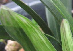 水晶兰花如何养殖 水晶兰怎么养殖