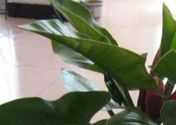 绿帝王怎么养（绿帝王怎么养护）