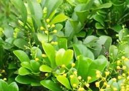 米兰花的养殖方法与注意事项 米兰花的养殖方法与注意事项有哪些