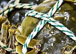 绑好的大闸蟹如何清洗 绑好的大闸蟹如何清洗视频