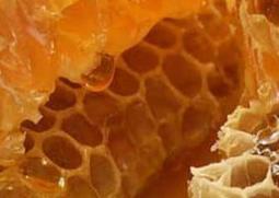 合欢蜂胶的功效与作用 合欢蜂胶的功效与作用
