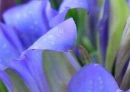 华丽龙胆的功效与作用 华丽龙胆的功效与作用图片