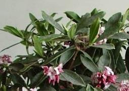 金边瑞香盆栽管理（金边瑞香栽培技术）