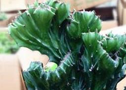 盆栽麒麟掌的养殖方法（盆栽麒麟掌的养殖方法图解）