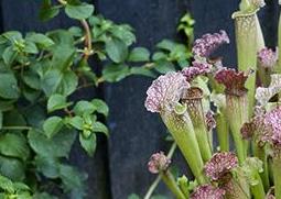 小盆栽瓶子草怎么养 小盆栽瓶子草怎么养好