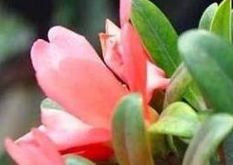 四季茶花养殖方法和注意事项（四季茶花养殖方法和注意事项视频）