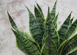 虎尾兰的功效与作用 虎尾兰的功效与作用及禁忌