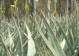 大芦荟怎么养殖 大芦荟怎么养殖叶片肥厚