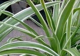 银边吊兰如何养殖（银边吊兰如何养殖视频）