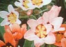 丑角花的功效与作用 角花有什么作用