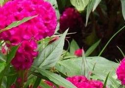 鸡冠花的功效与用法 鸡冠花的功效与用法图片
